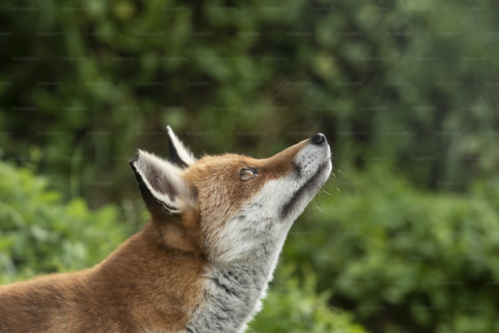 Retrato bonito de Vulpes da raposa vermelha com fundo verde exuberante