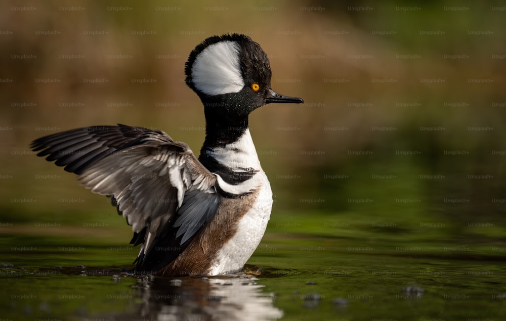 A drake Hooded Merganser Portrait