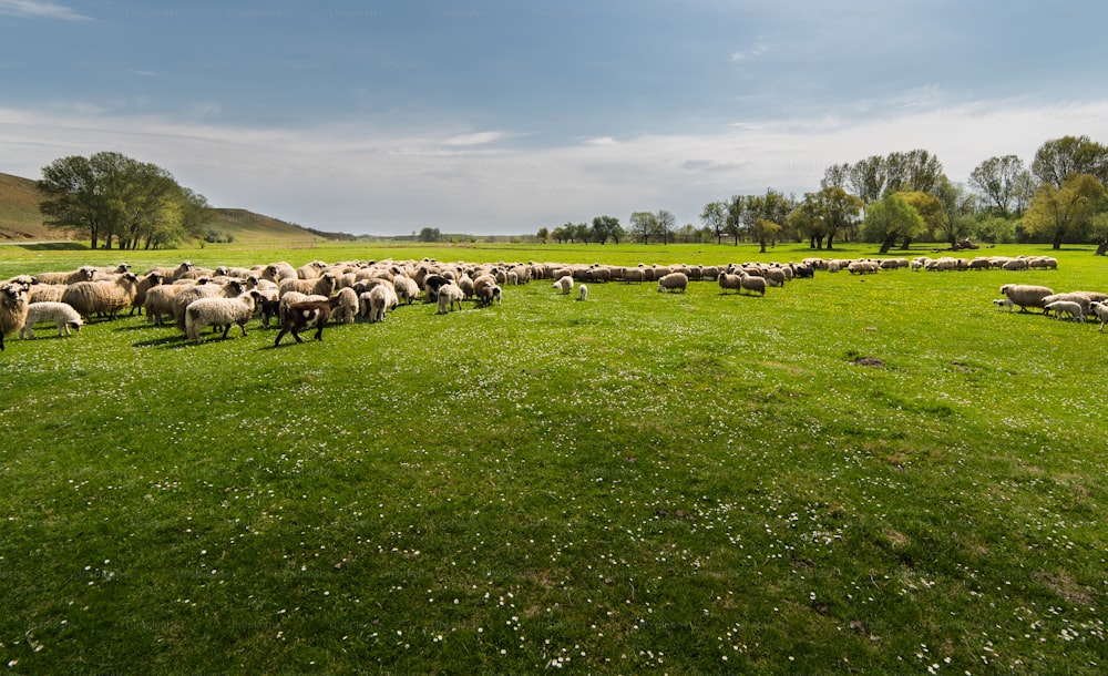 Herd of sheep on pasture - meadow in spring