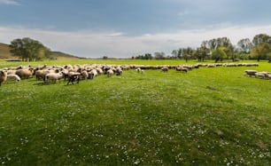 Herd of sheep on pasture - meadow in spring