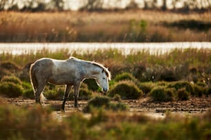 Un caballo joven de la Camarga pastando libre