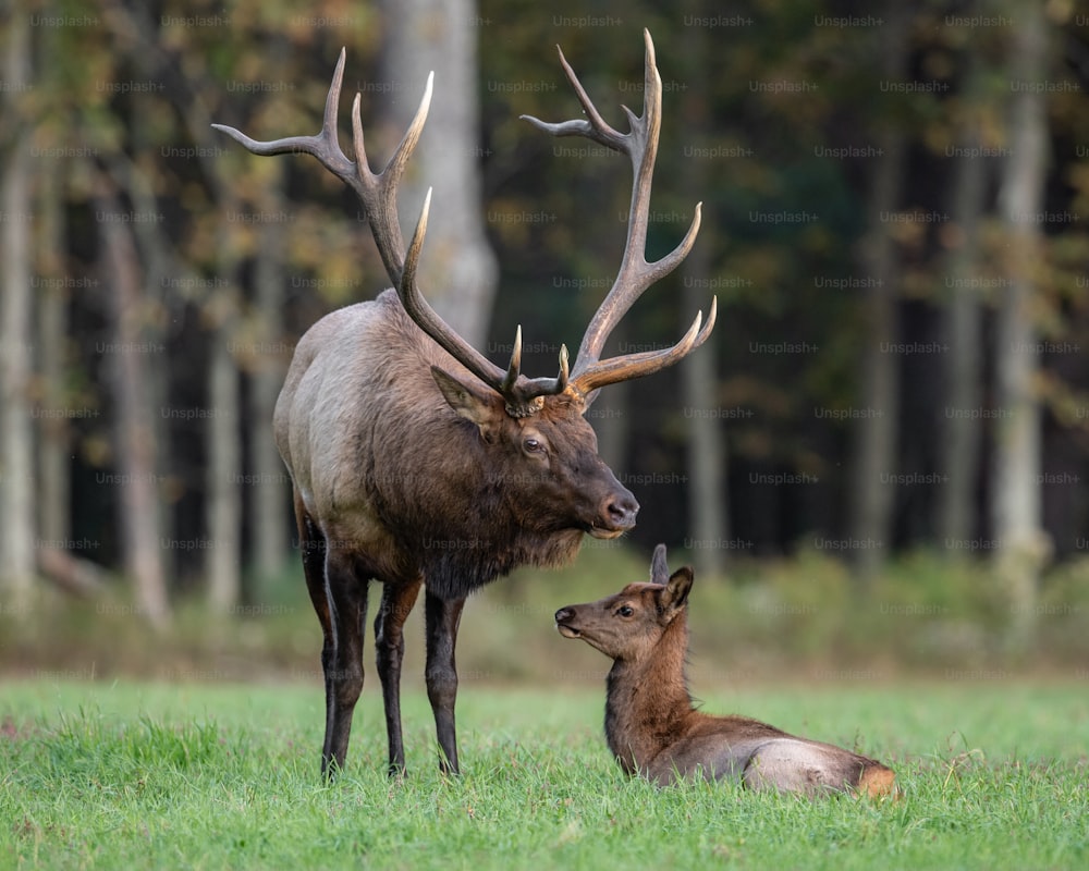 An elk in Pennsylvania