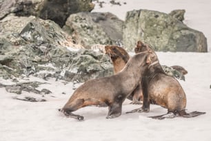 Fur seals in Antarctica