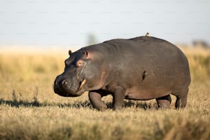 A hippo out of water in Chobe National Park, Botswana.