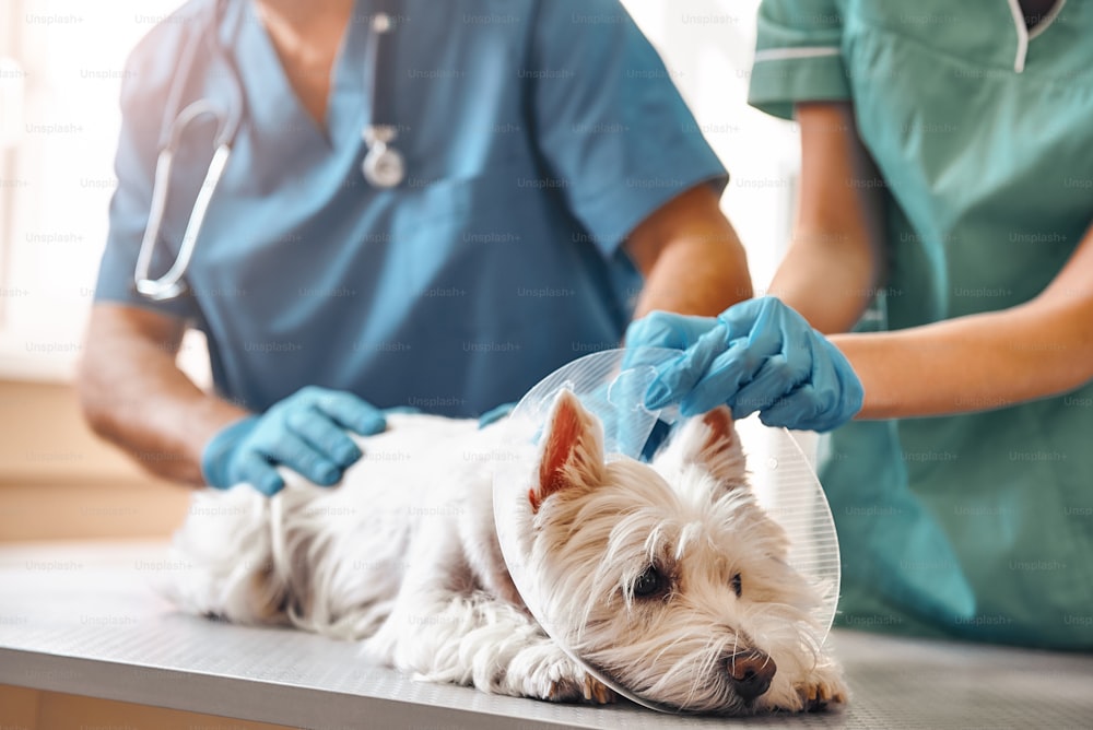 It doesn't hurt at all. Hands of two veterinarians in protective gloves putting on a protective plastic collar on a small dog lying on the table in veterinary clinic. Pet care concept. Medicine concept. Animal hospital