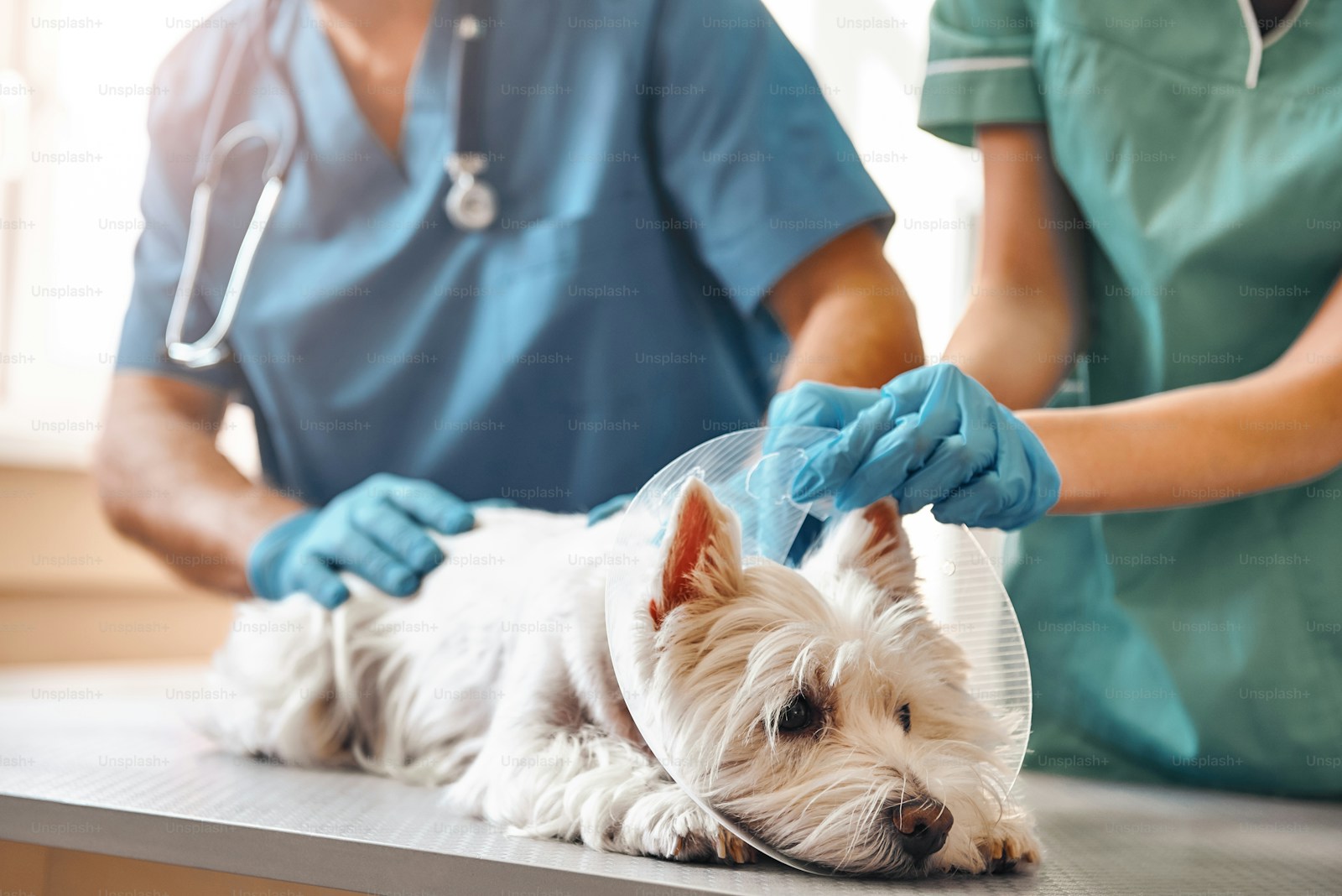 Microchip para pets: tudo que você precisa saber antes de viajar