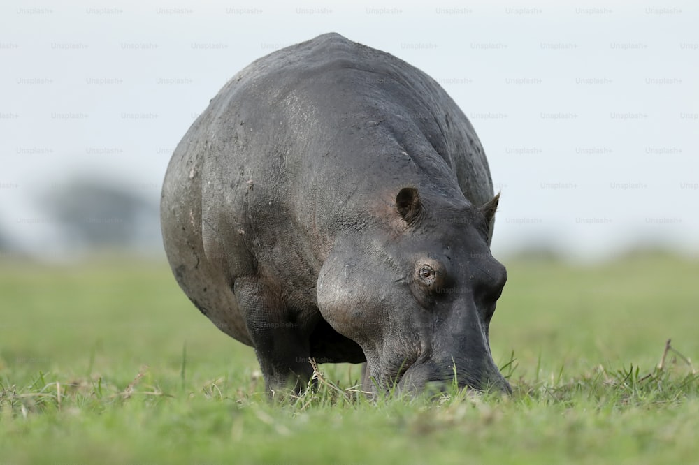 Alimentation des hippopotames et des hérone-bœufsAlimentation des hippopotames et des hérone-bœufsAlimentation des hippopotames et des hérone-bœufs