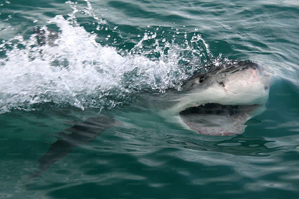 Great White attacking
