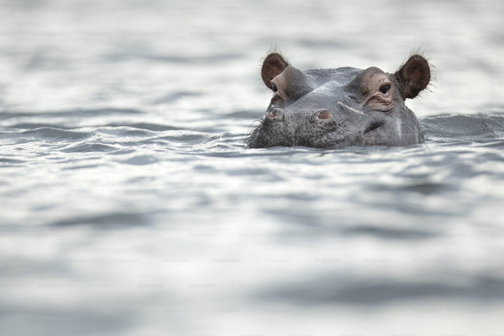 Hipopótamo justo por encima de la línea de flotación