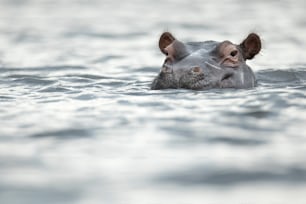 Nilpferd knapp über der Wasserlinie