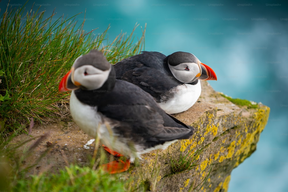 Atlantic puffin also know as common puffin is a species of seabird in the auk family. Iceland, Norway, Faroe Islands, Newfoundland and Labrador in Canada are known to be large colony of this puffin.