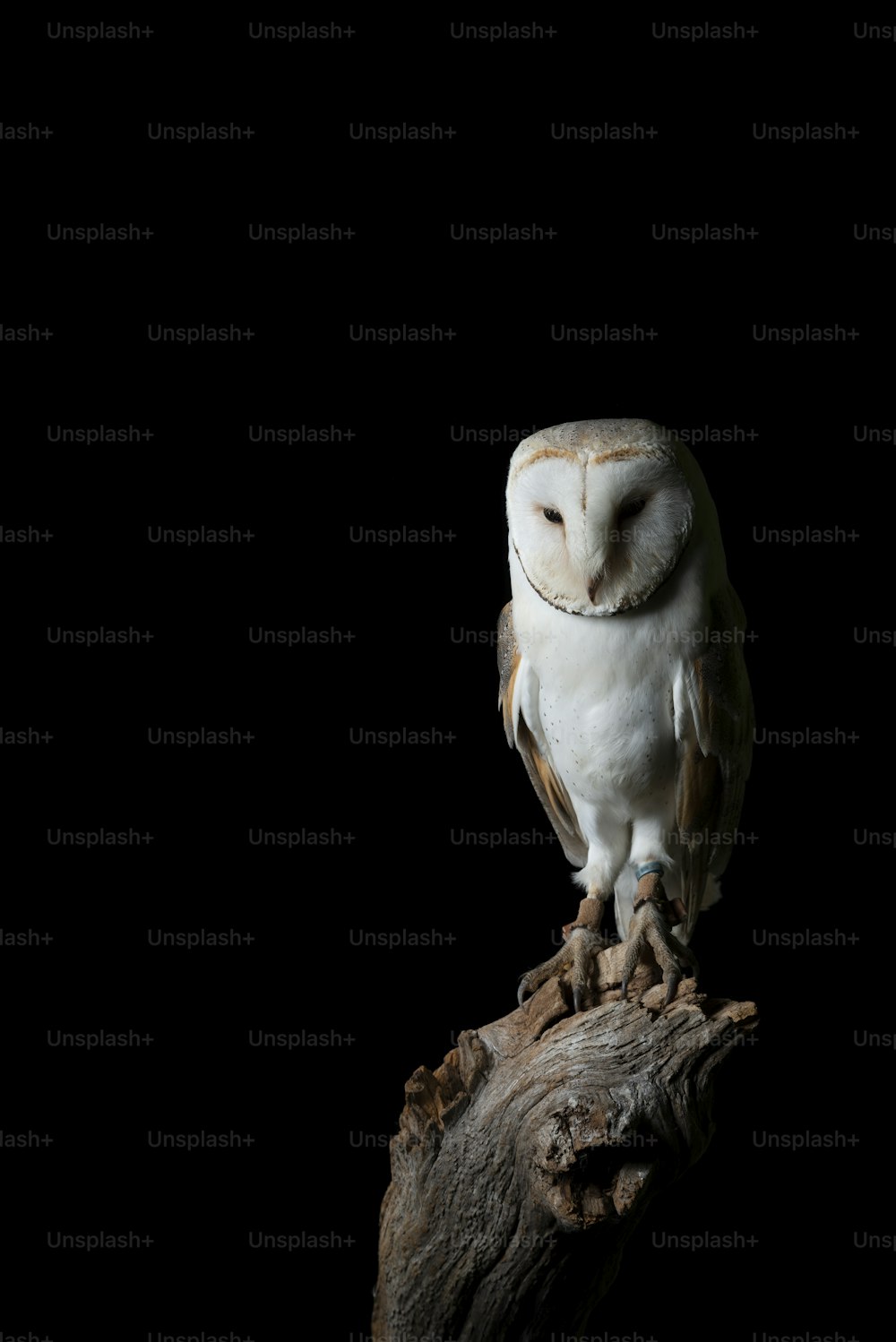 Beautiful portrait of Snowy Owl Bubo Scandiacus in studio setting isolated on black background with dramatic lighting