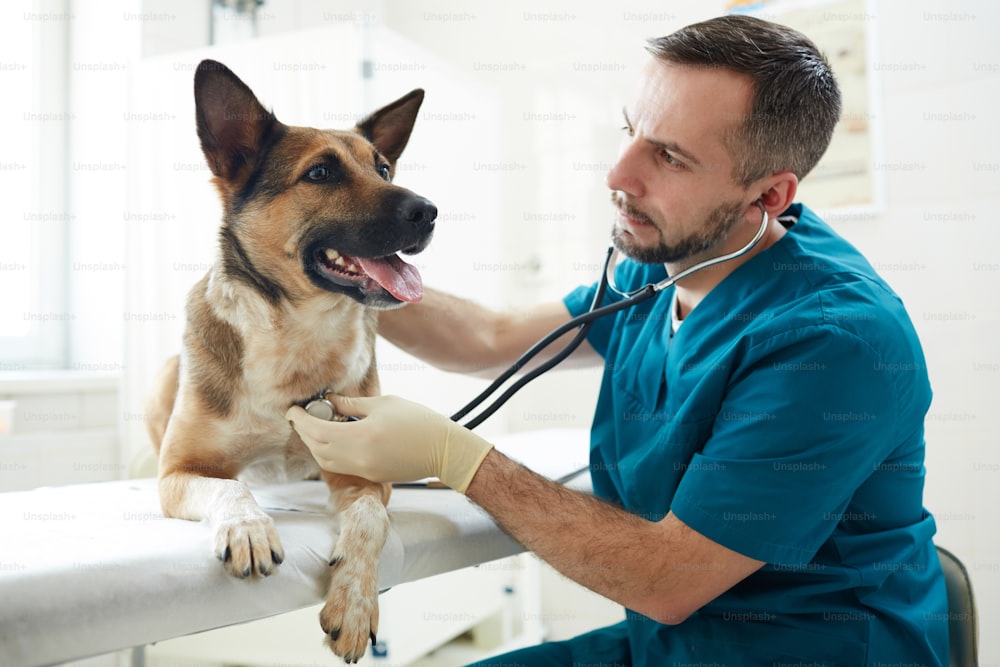 Veterinarian with stethoscope examining pedigreed brown sheepdog in clinics