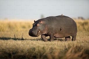A hippo out of water in Chobe National Park, Botswana.