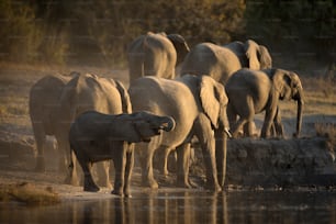 Un branco di elefanti nel Parco Nazionale del Chobe, Botswana.