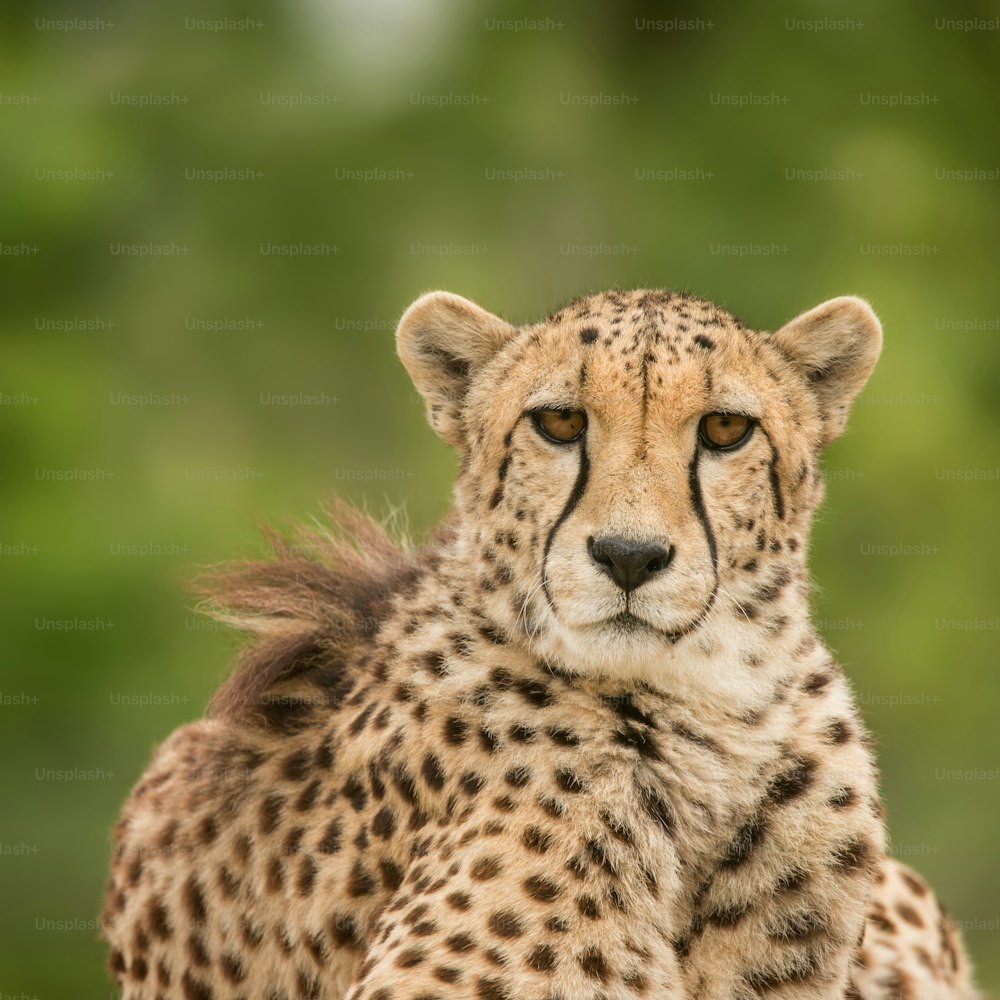 Splendido ritratto intimo del ghepardo Acinonyx Jubatus in un paesaggio colorato