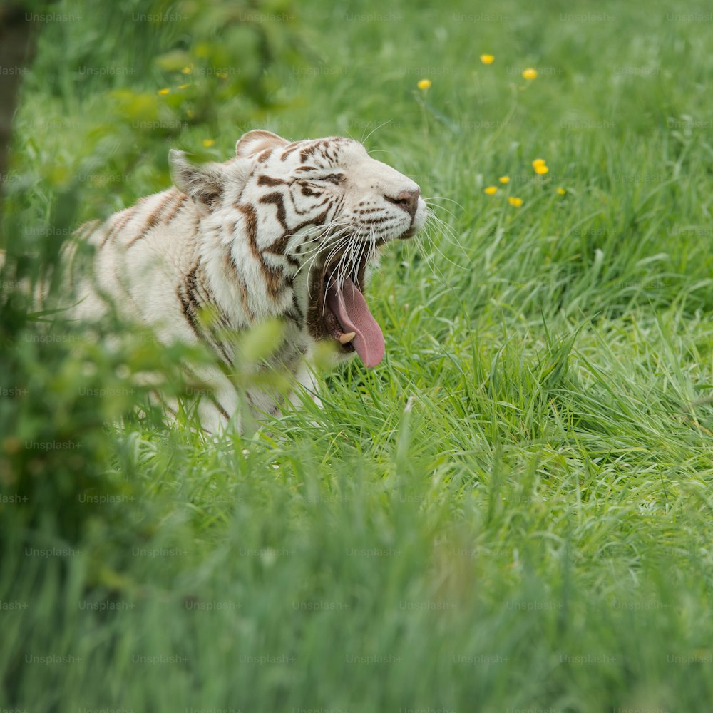Superbe image de portrait de tigre blanc hybride Panthera Tigris dans un paysage et un feuillage vibrants