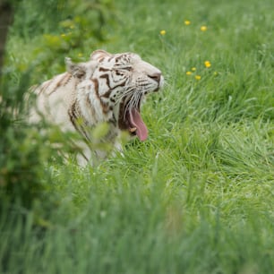Stunning portrait image of hybrid white tiger Panthera Tigris in vibrant landscape and foliage