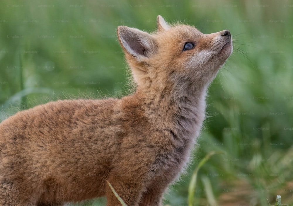 A red fox in New Jersey