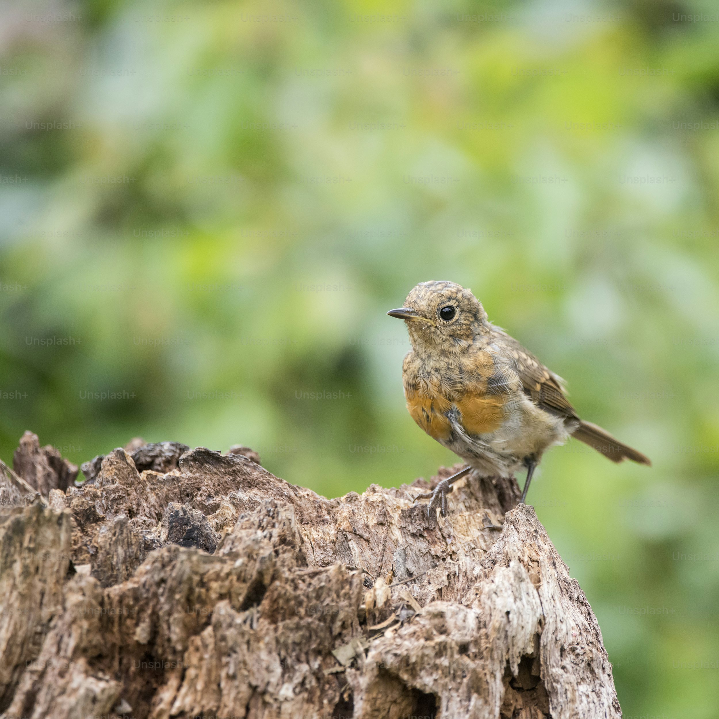 Juvenile Robin bird Erithacus Rubecula on tree stump in woodland ...