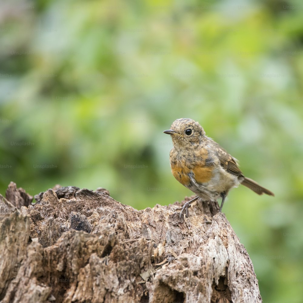 Juvenile Robin bird Erithacus Rubecula on tree stump in woodland landscape setting