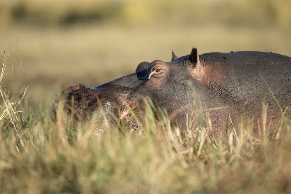 Un hipopótamo fuera del agua en el Parque Nacional de Chobe, Botsuana.