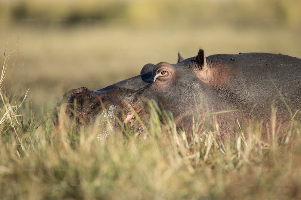 A hippo out of water in Chobe National Park, Botswana.