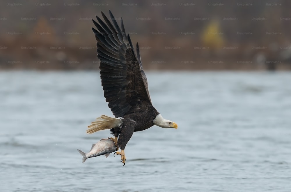 A bald eagle in Maryland