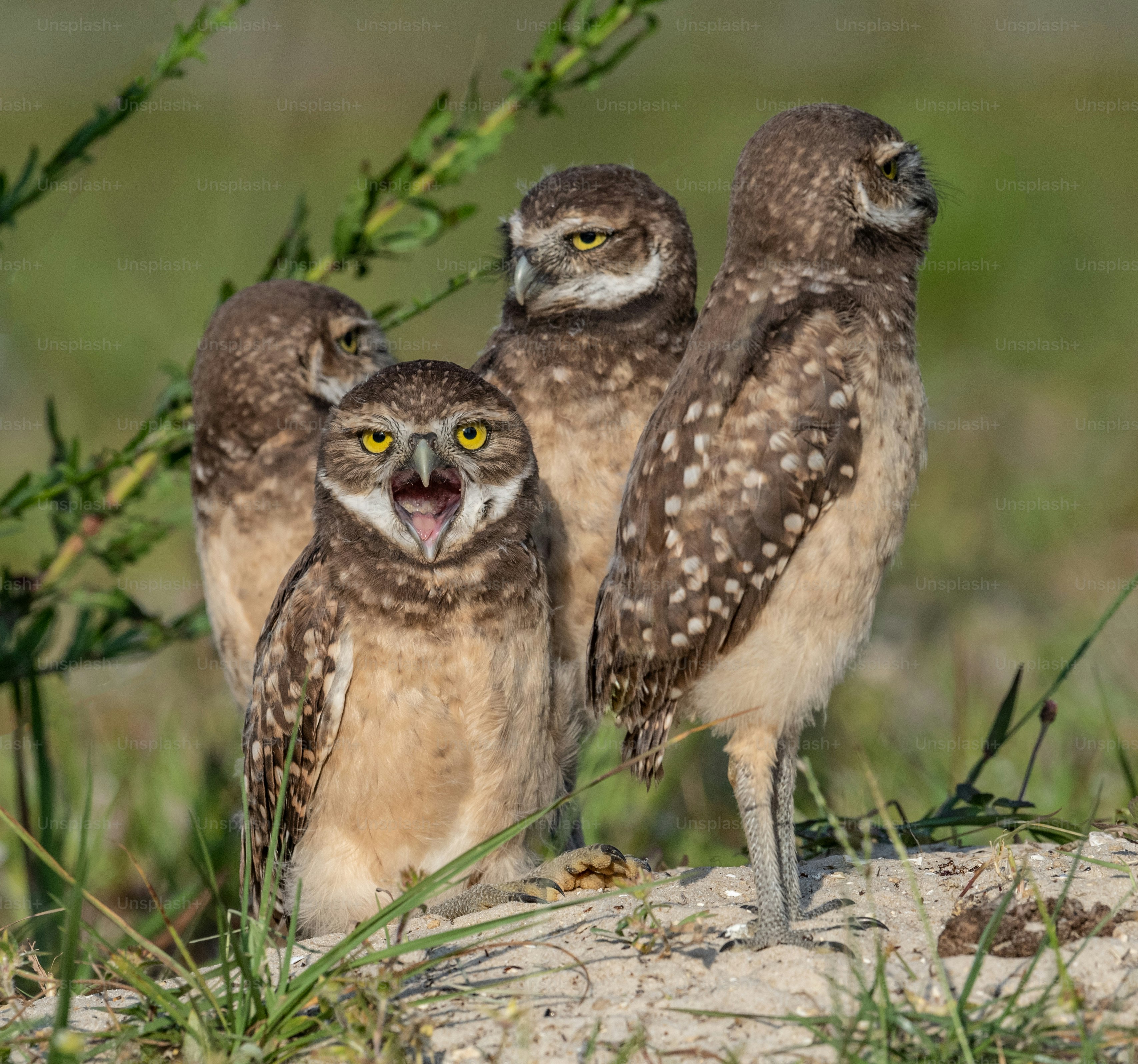 A Burrowing Owl In Cape Coral, Florida. Photo – Cute Owl Image On Unsplash