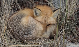 A red fox in New Jersey