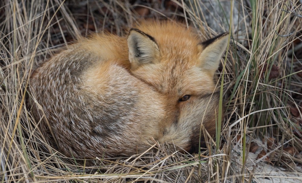 A red fox in New Jersey