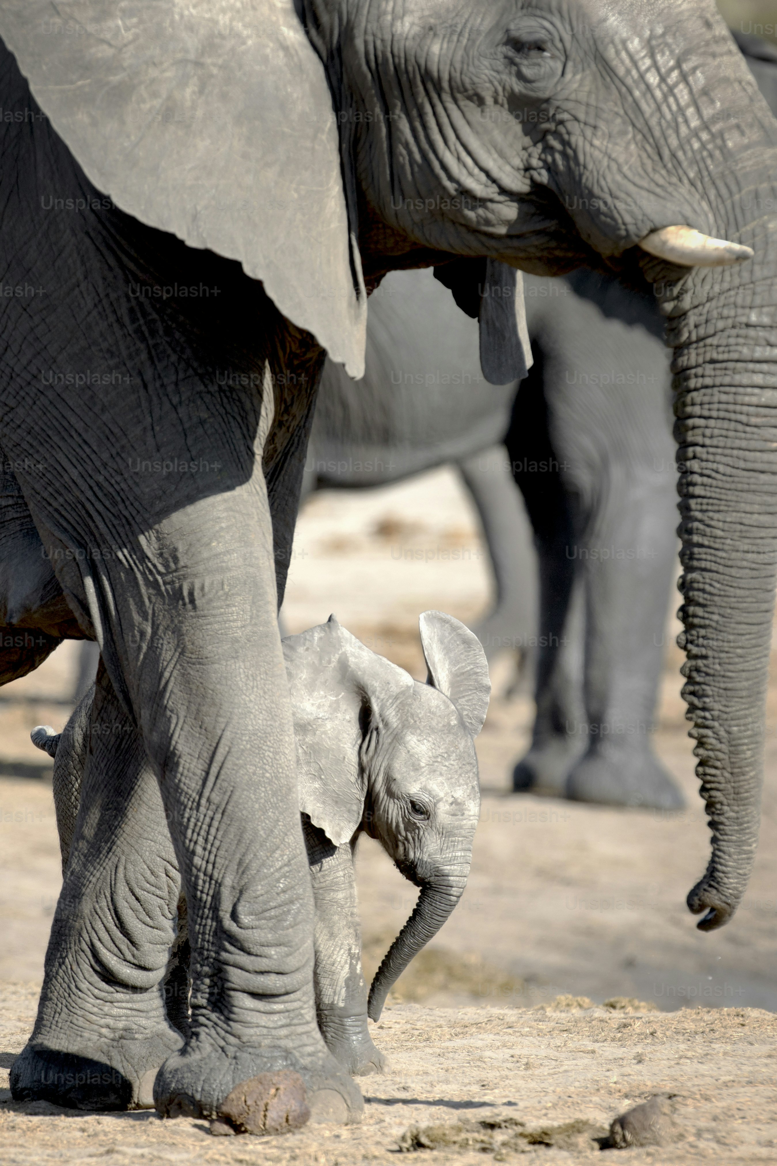 A young Elephant calf plays near its herd in Etosha National Park, Namibia