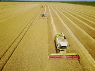 Toma aérea de cosechadoras amarillas trabajando en el campo de trigo.