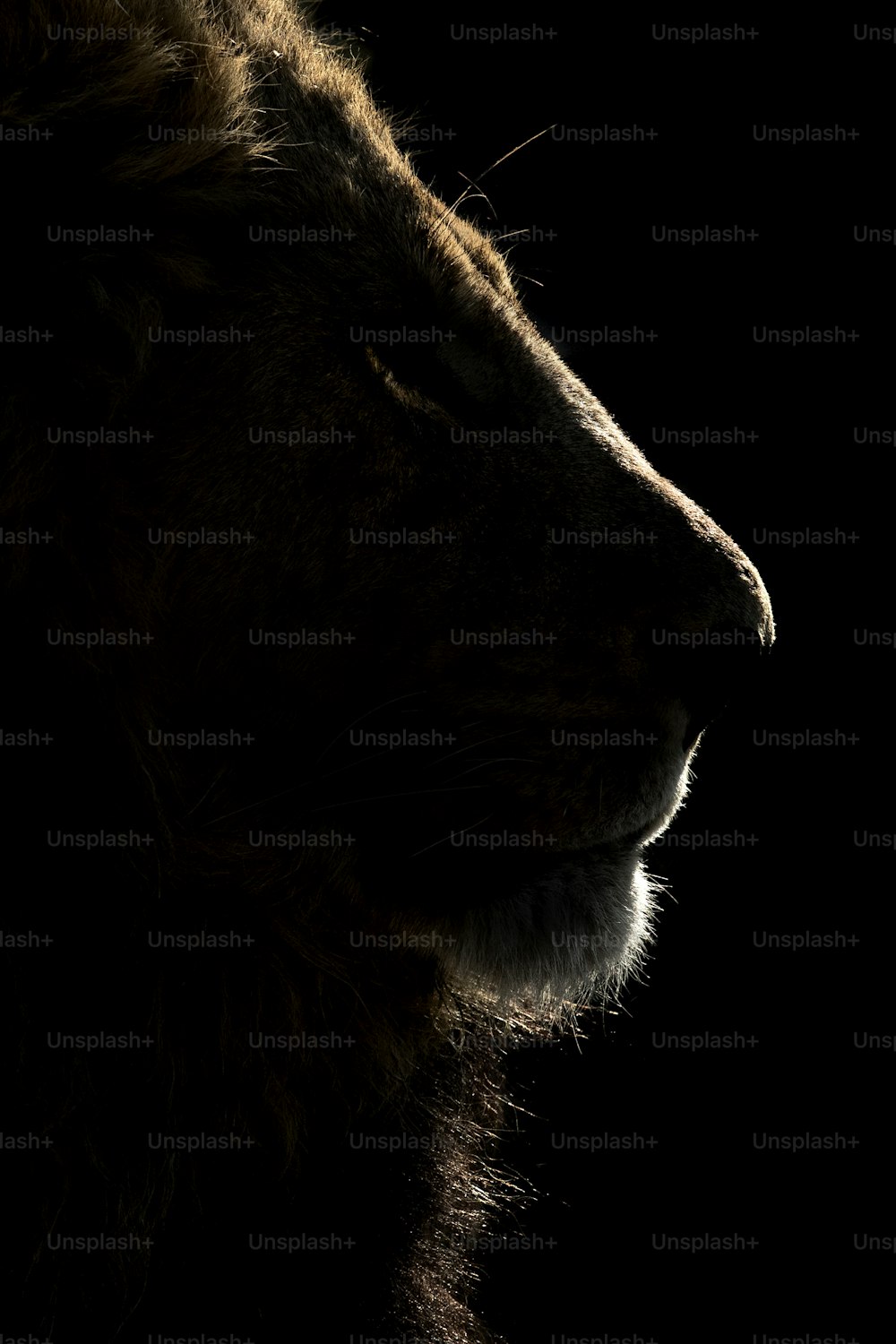 ボツワナのチョベ国立公園に生息するオスのライオン。
