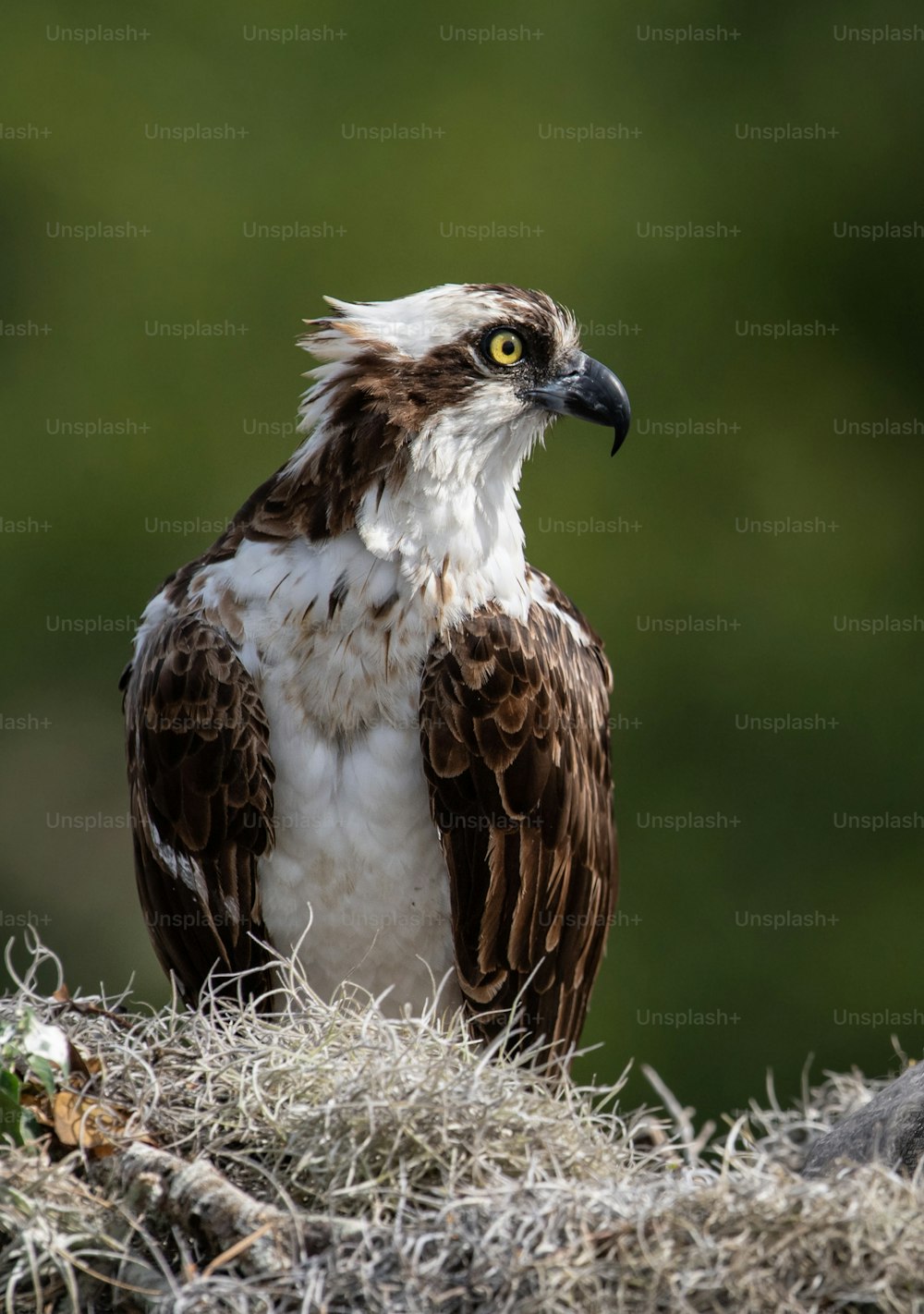 An osprey in Southern Florida
