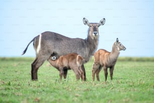 Alimentazione delle femmine di antilope d'acqua e dei vitelli