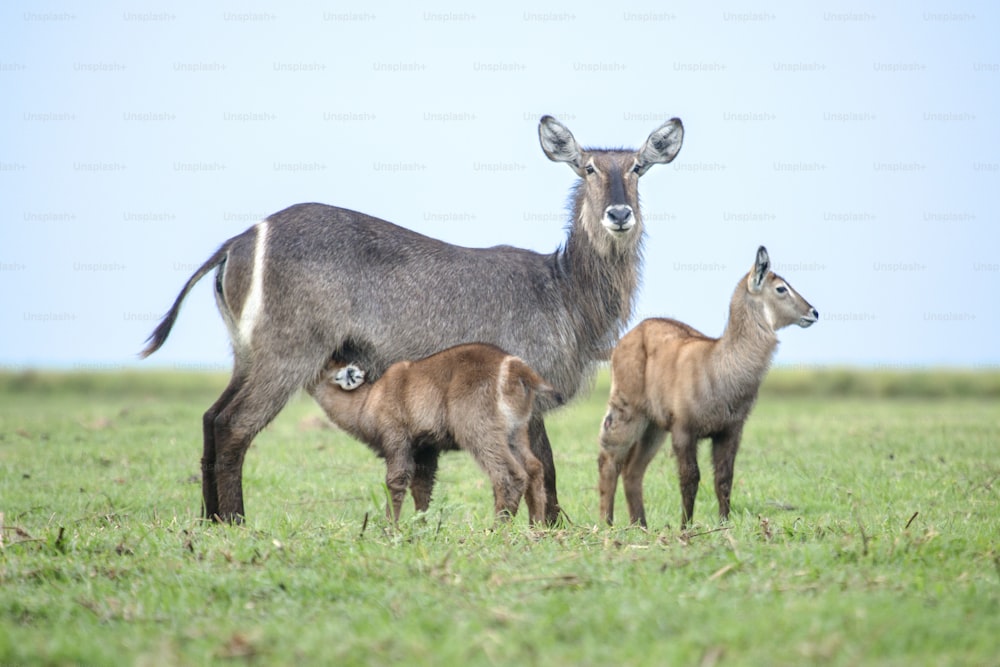 Female waterbuck and calf's feeding