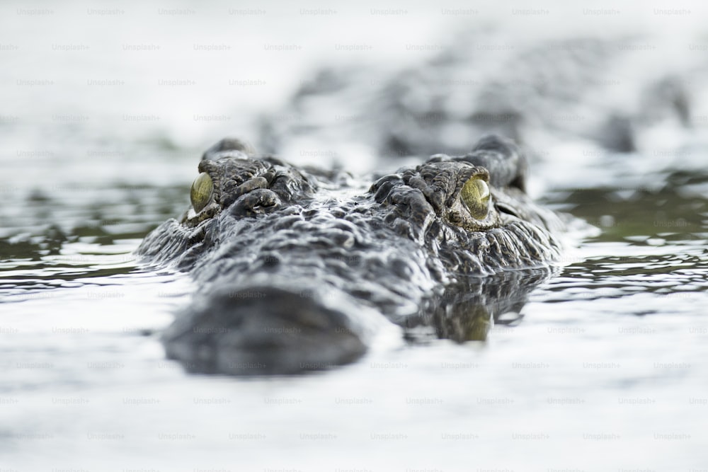 Crocodile swimming in water.