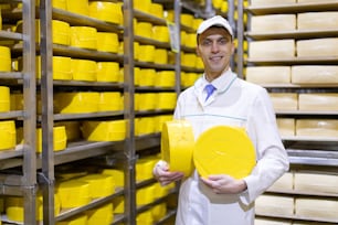 Technologist in a white robe with a yellow cheese head in his hands is in the shop for the production of butter and cheese. The production process at the plant of dairy products. Racks with cheese
