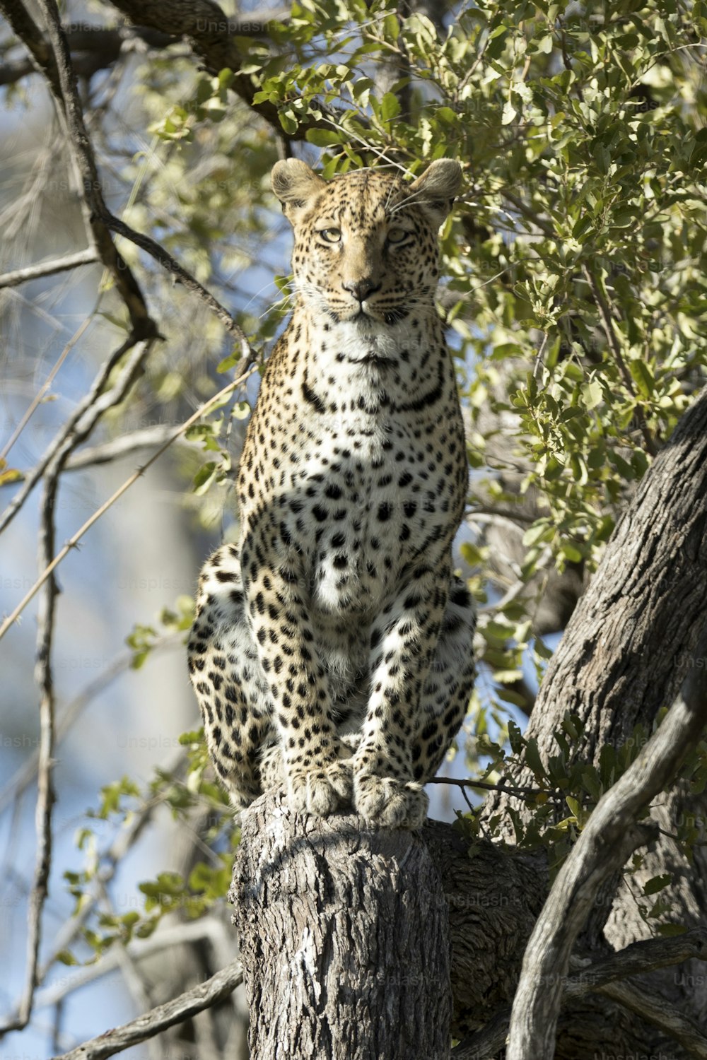 Un léopard dans le parc national de Chobe, au Botswana.