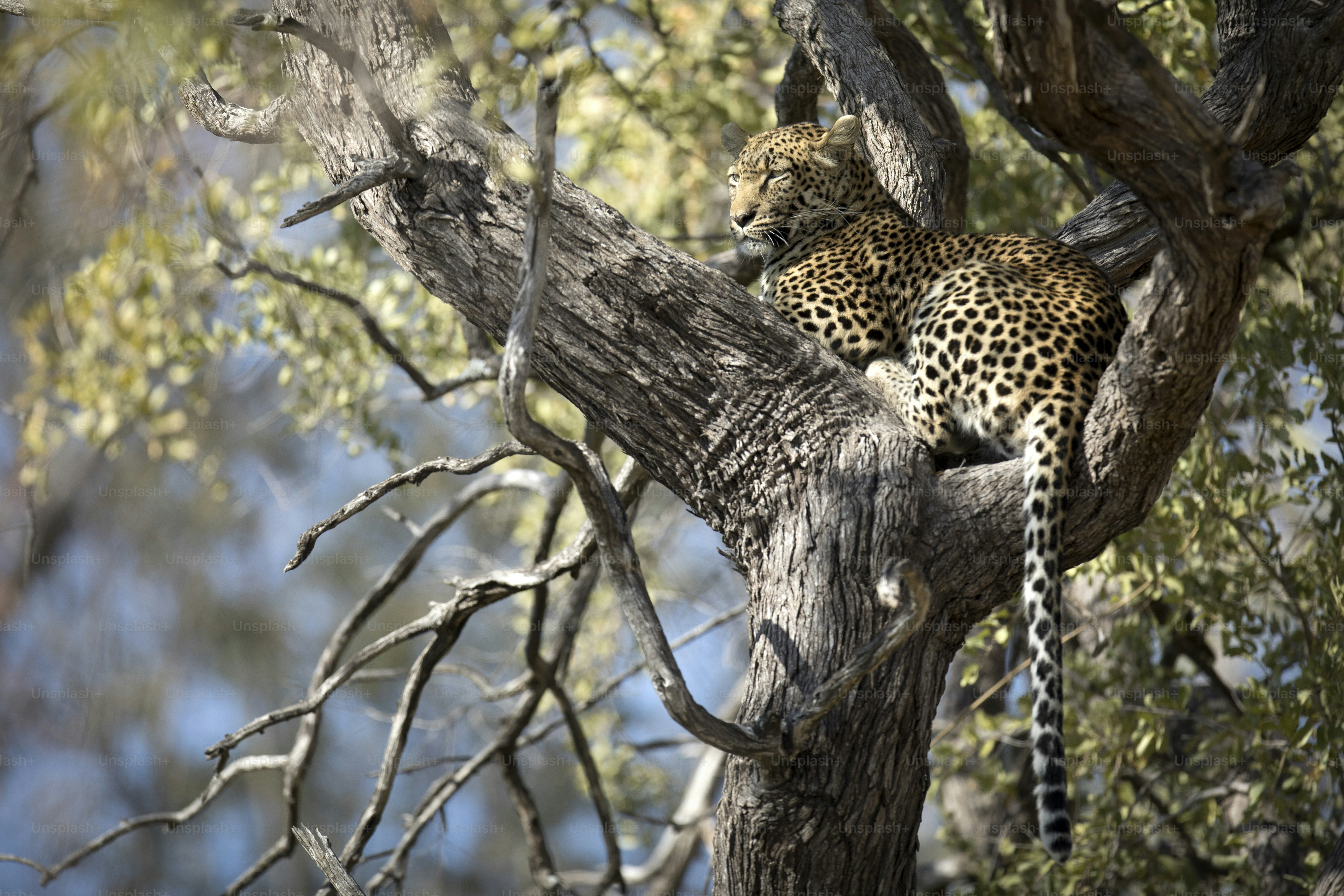 A Leopard in Chobe National Park, Botswana.