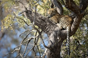 A Leopard in Chobe National Park, Botswana.