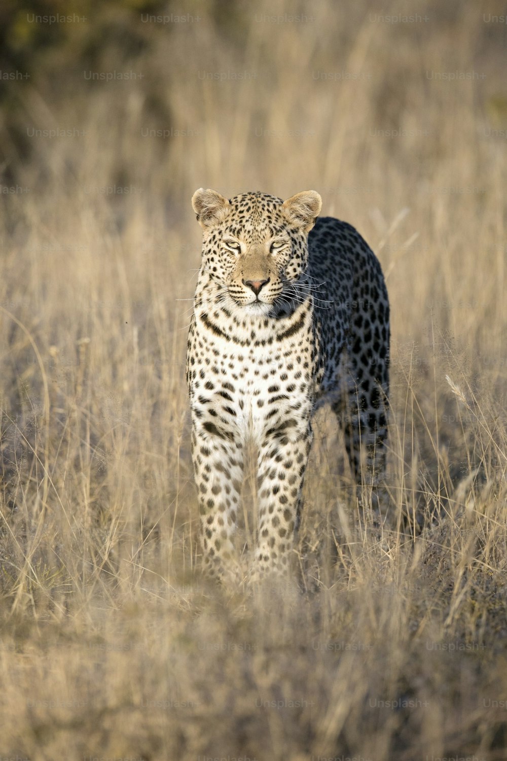 Leopardo na luz da tarde