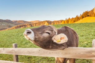 農場の柵の牛