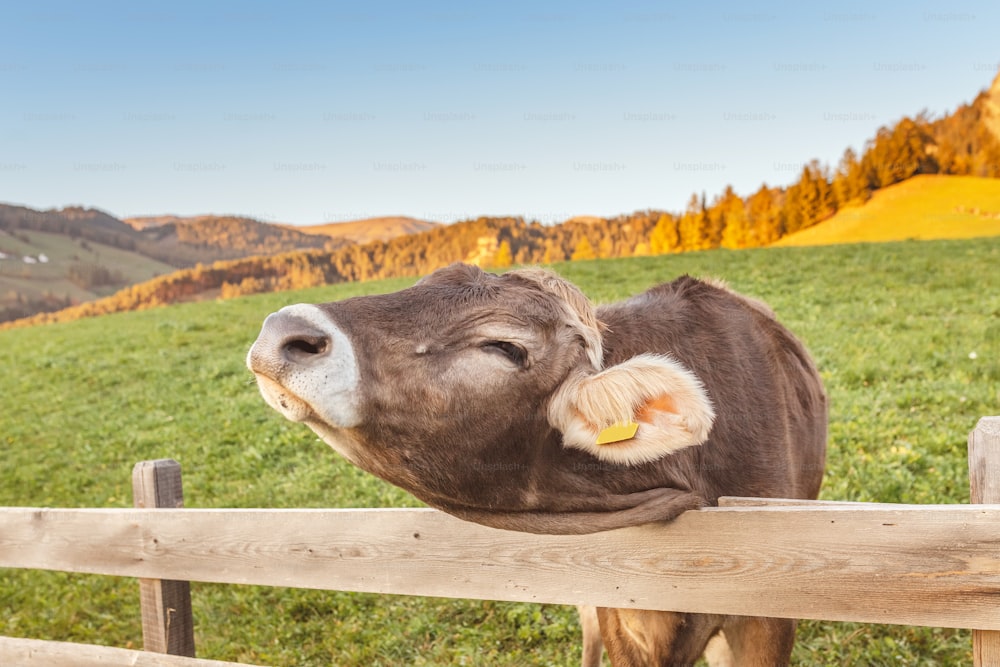Vaca en la cerca de la granja