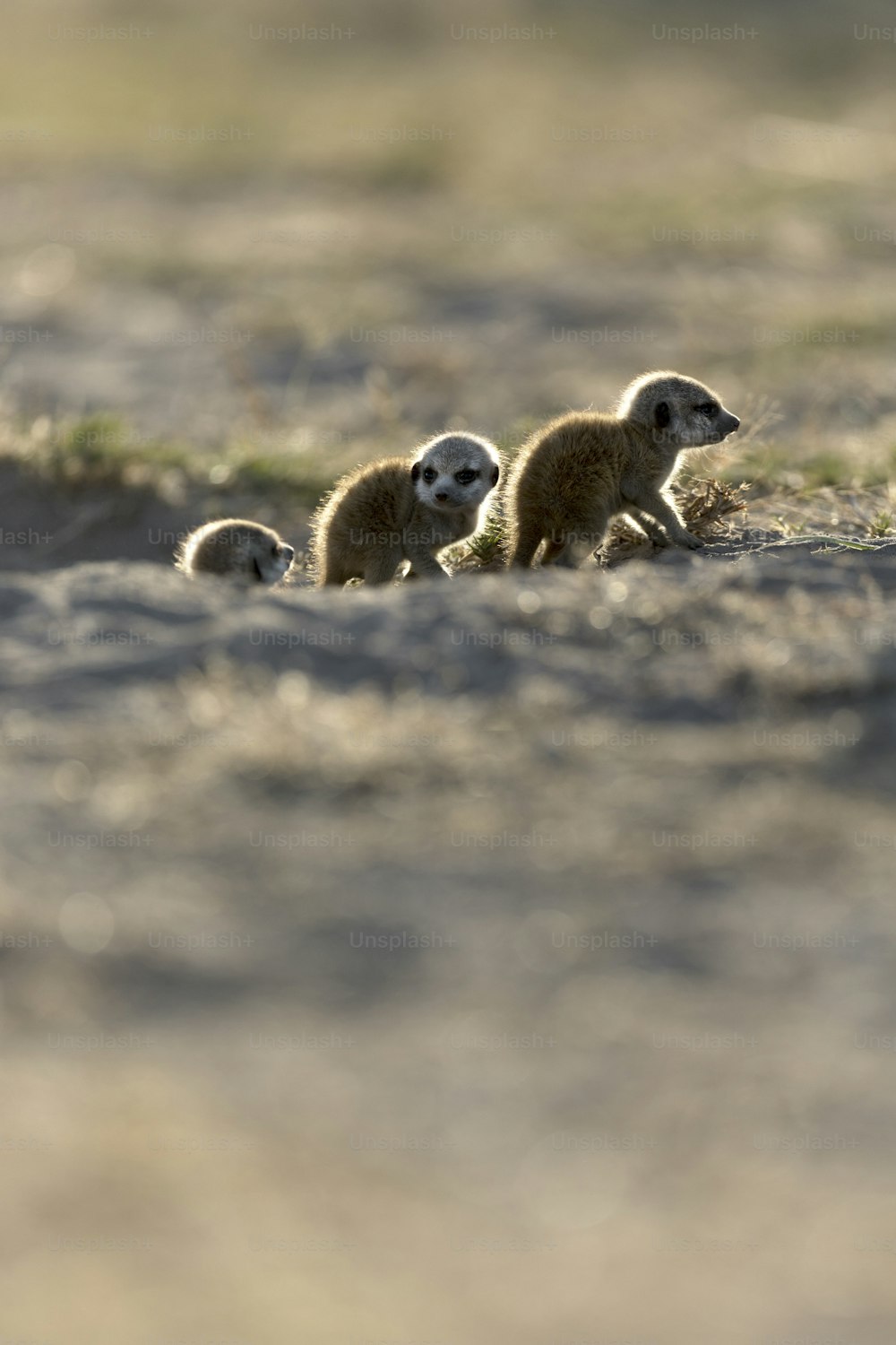 A Meerkat bathing in the first sunlight of day.