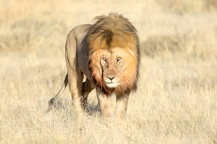 Ein männlicher Löwe mit Blut an der Mähne im Etosha Nationalpark, Namibia.