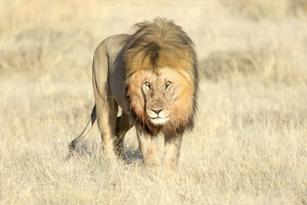 A male lion with blood on his mane in Etosha National Park, Namibia.