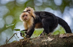 White faced Capuchin monkey in costa rica in the rainforest