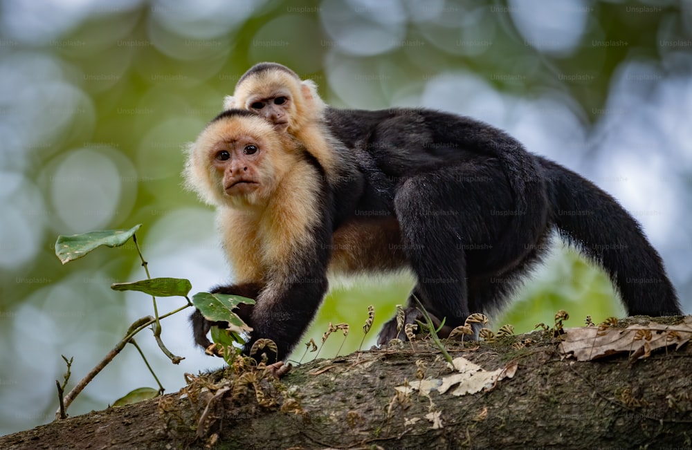 Macaco Prego High-Res Stock Photo - Getty Images
